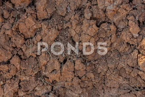 Cracked red clay soil in drought. A green leaf of grass makes its way through Stock Photos
