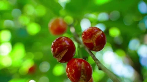 Cracked ripe cherries on tree branch close-up Video stock 337544249