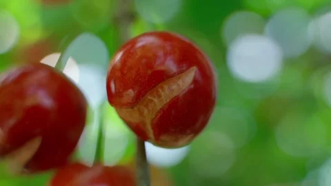 Cracked ripe cherry on tree branch close-up Video stock 337309529