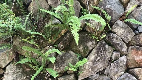 Cracked rock with leaves in between Vídeo Stock 125591757
