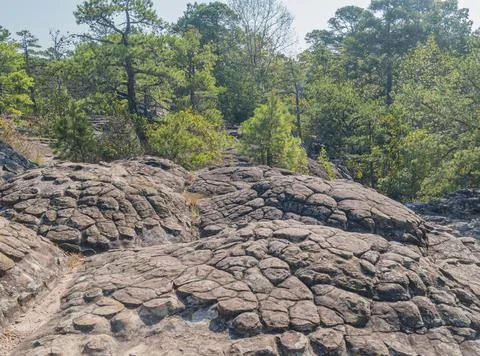 Cracked rock surface with pine trees in forest Stock Photos