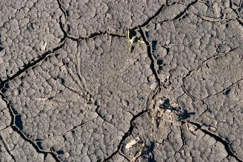 Cracked soil background Stock Photos