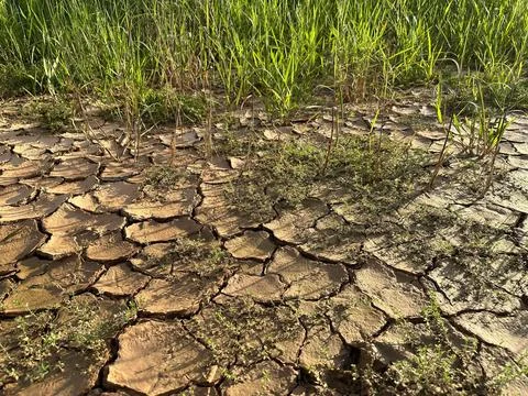 Cracked soil with emerging grass Stock Photos