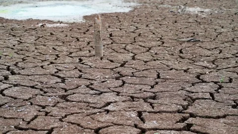 Cracked soil Stock Footage 221976346