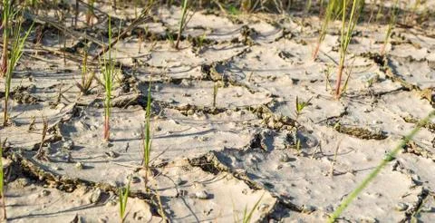 Cracked soil ground Stock Photos