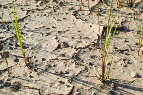 Cracked soil ground Foto stock