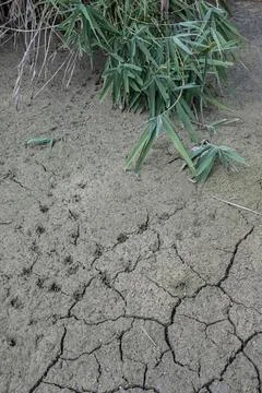 Cracked soil Stock Photos