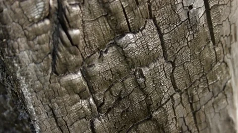 Cracked surface of burnt wood. Macro closeup tilt shot Stock Footage 74839322