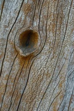 Cracked texture of the bark Stock Photos