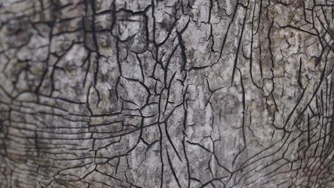 Cracked Textured Surface Close-Up Stock Photos