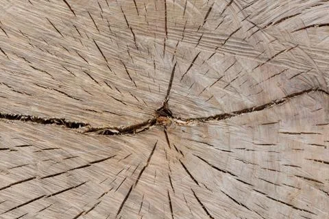 Cracked timber trunk profile center (section) - background texture Stock Photos