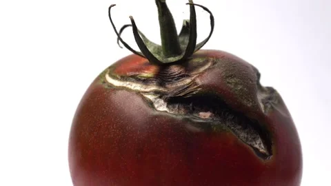 Cracked tomato starting to mold. Close up, dolly right. Stock Footage 164676595