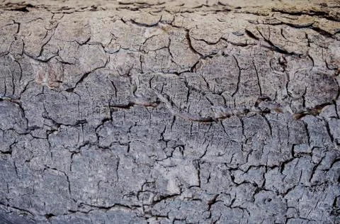Cracked tree bark background texture. Tree bark texture background Stock Photos