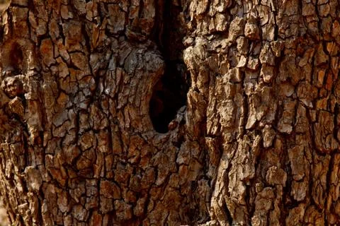 Cracked tree bark close-up. old wood texture. background Stock Photos
