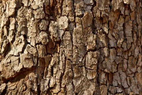 Cracked tree bark close-up. old wood texture. background Stock Photos