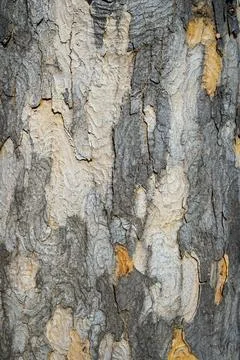 Cracked Tree Bark with Natural Patterns Stock Photos