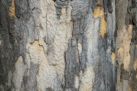 Cracked Tree Bark with Natural Patterns Stock Photos