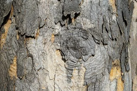 Cracked Tree Bark with Natural Patterns Stock Photos