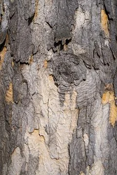 Cracked Tree Bark with Natural Patterns Stock Photos