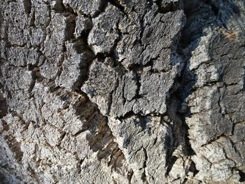 Cracked tree bark 库存照片