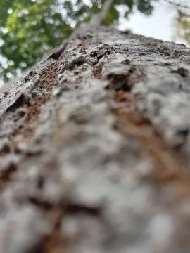 Cracked tree bark Stock Photos