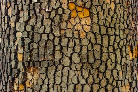 Cracked tree bark in the shape of squares and other figures Foto stock