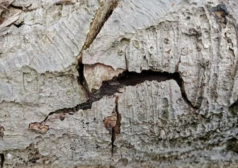Cracked tree bark texture background with natural pattern Stock Photos