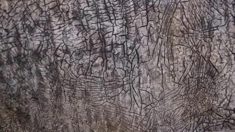 Cracked Tree Bark Texture Close-Up Stock Photos