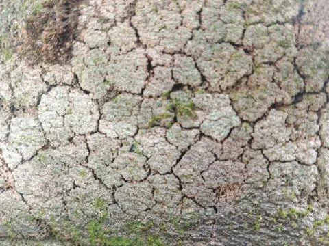 Cracked tree bark texture with green moss and lichen Stock Photos