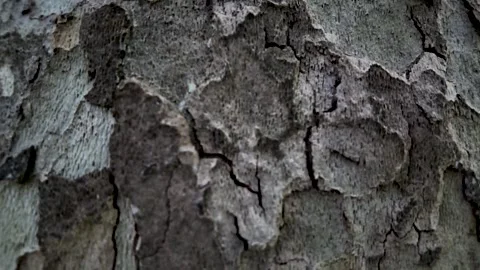 Cracked Tree Bark Texture in Natural Close-Up Macro Shot Stock Footage 338009832