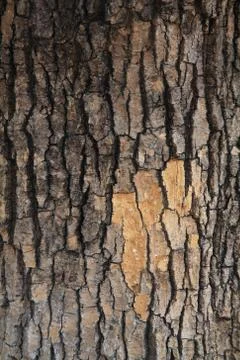 Cracked tree bark texture Stock Photos