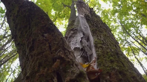 Cracked tree in the park after a hurricane, or lightning. Vidéo 117361122