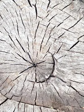 Cracked tree stump cross section texture background Stock Photos