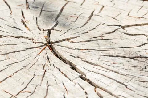 Cracked tree trunk with a star pattern radiating from the  middle Stock Photos