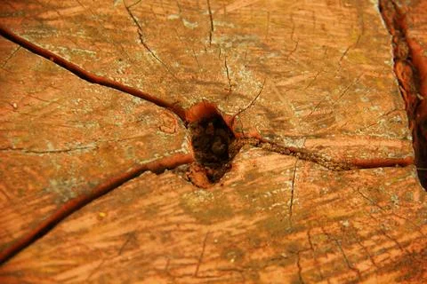 Cracked Tree Trunk Texture Stock Photos