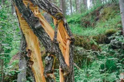 A cracked tree under the action of lightning. A broken tree. Stock Photos