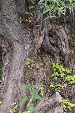 Cracked trunk of an old tree Stock Photos