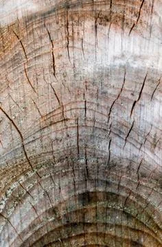Cracked trunk Stock Photos