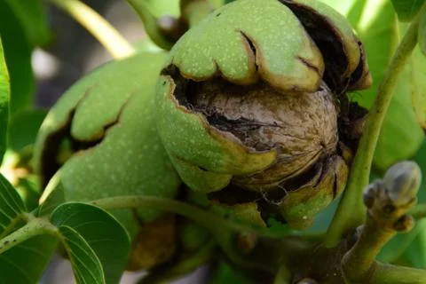 Cracked walnut on the branch Stock Photos