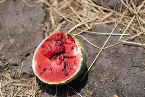 Cracked watermelon Stock Photos