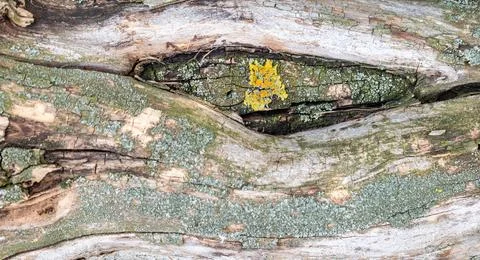 Cracked, withered tree branch with a horizontal crack Stock-Fotos