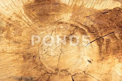 Cracked wood texture tree rings. Cut tree log slice Stock Photos
