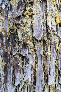 Cracked Wrinkled Tree Bark Cortex Stock Photos