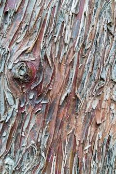 Cracked Wrinkled Tree Bark Cortex Stock Photos