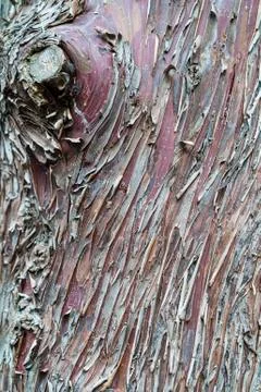 Cracked Wrinkled Tree Bark Cortex Stock Photos