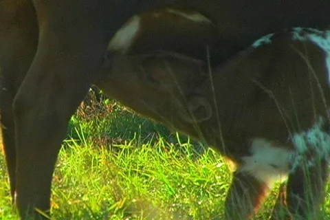 Cracker Calf Cow Cattle Nursing. Herd Bull Longhorn Cows Livestock Ranch Stock Footage 142401
