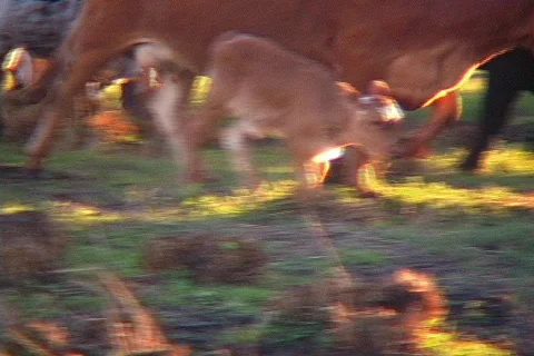 Cracker Calf Cow Cattle Walking with Herd. Bull Longhorn Cows Livestock Ranch  Stock Footage 142403