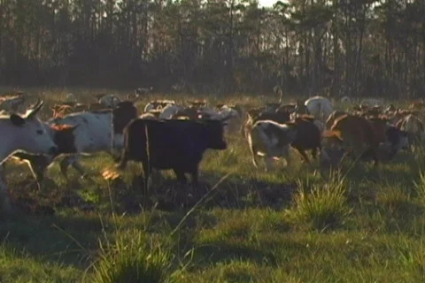 Cracker Cattle Cows Herding on a Field at Sunset. Longhorn Bull Calf Ranching Stock Footage 142406
