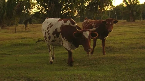 Cracker Cows Video stock 8535627