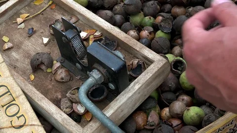 Cracking Macadamia nuts with the lever nutcracker in a Maui farmers market. Video stock 82203354